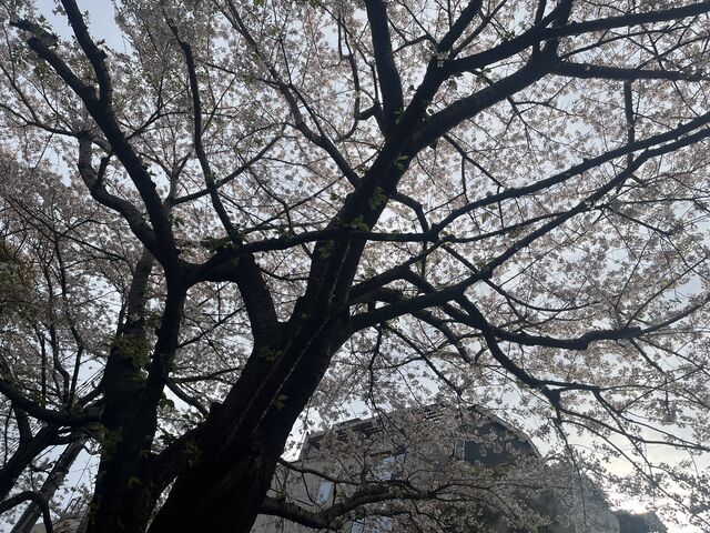 桜がきれいに咲いていました_麻布氷川神社