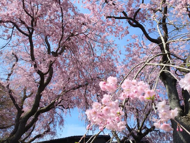 サクラサクさんの原谷苑の桜の投稿写真5