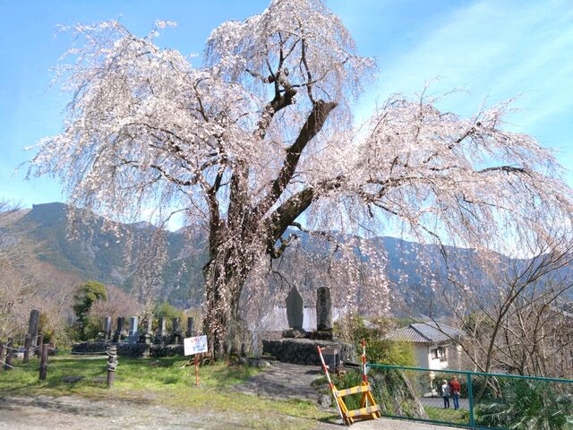間もなく満開_原間のイトザクラ
