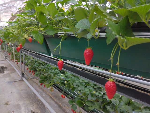 上下に苺があります。_伊良湖清田苺園
