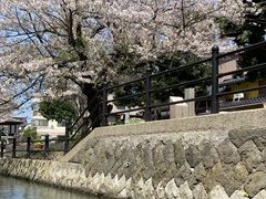 みはるちゃんさんのぐるっと松江 堀川めぐりへの投稿写真1