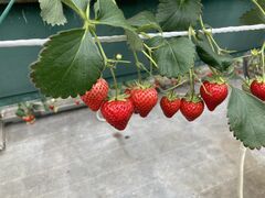 越谷ストロベリーの写真1