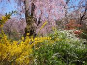 サクラサクさんの原谷苑の桜の投稿写真2