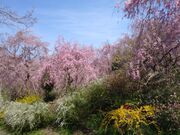 サクラサクさんの原谷苑の桜の投稿写真3