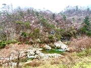 Shotaさんの夏井川渓谷の投稿写真1