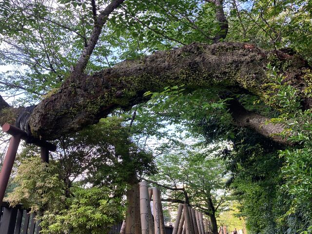音無神社_音無神社