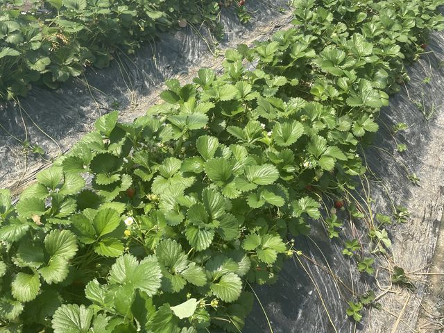 地べたになっているので、しゃがむのが大変かな??_横田農園
