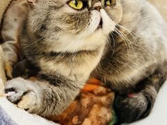 猫カフェ ニャンシーの写真1