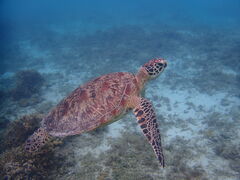 ニャンコママさんのマリンヴィレッジ奄美への投稿写真1