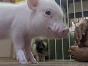 まさみさんのPiglets cafeの投稿写真1