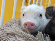 まさみさんのPiglets cafeの投稿写真1