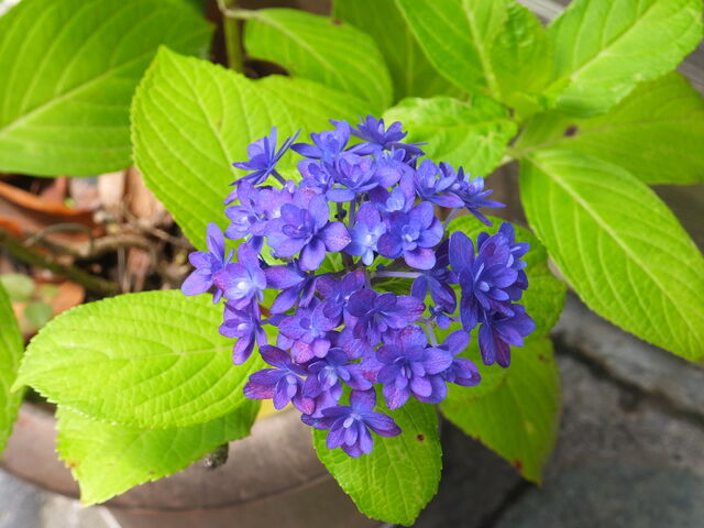 店頭の紫陽花_cafe・recette・鎌倉