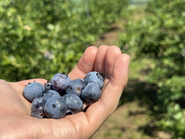 小粒から大粒まで幅広くありました。
種類によって風味の違いなど感じられました!_トムのブルーベリー(ヴァンシィケルファームつくば)