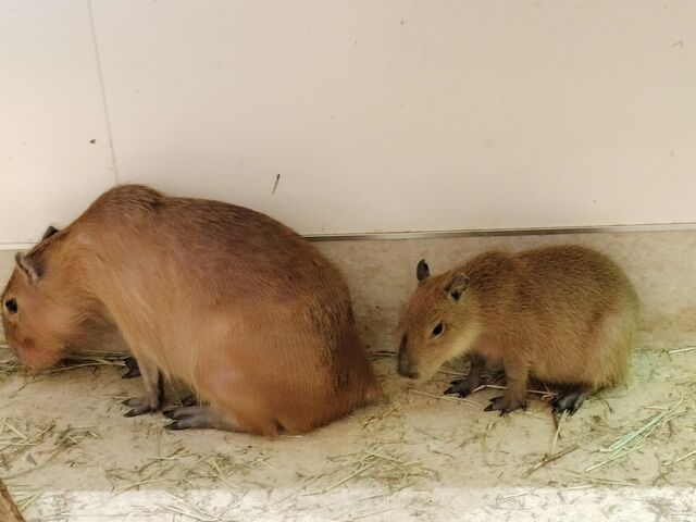カピバラの親子_ららぽーと名古屋みなとアクルス