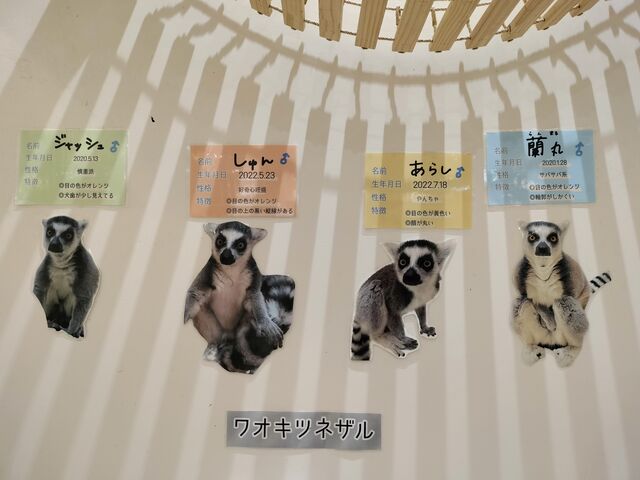 ワオキツネザル4匹います_ららぽーと名古屋みなとアクルス