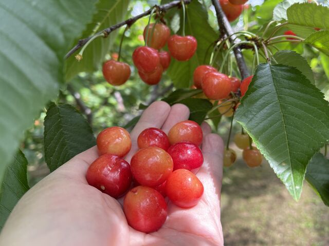今年も沢山実ってます。_Hosaka Farm〔保坂果樹園〕