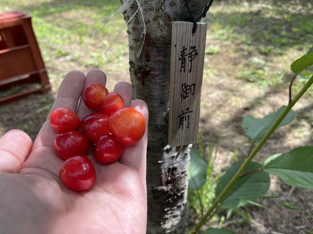 酸味が無く甘いです。_Hosaka Farm〔保坂果樹園〕