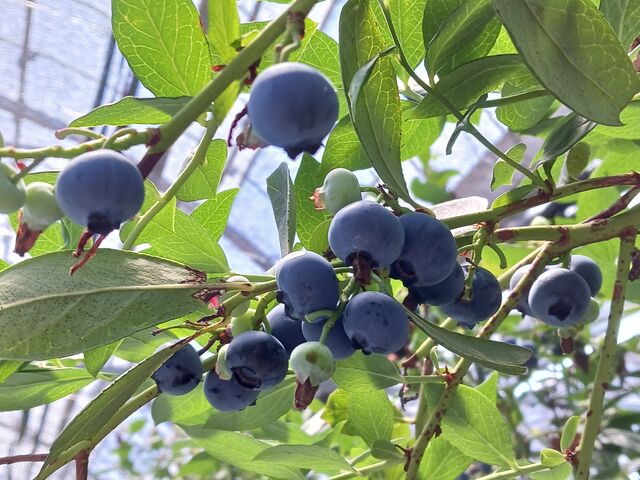 ブルーベリー_河合農園