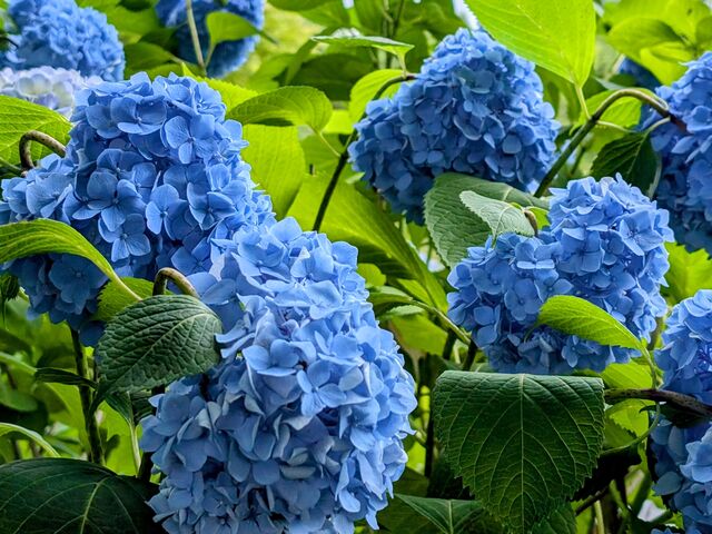 yu‐cyanさんの四季の里 緑水苑の投稿写真4