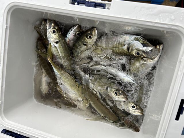 大漁だったので食べ切れる分だけ選り分けました!_戸田港 福将丸