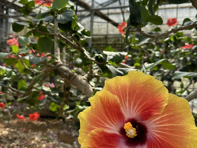 様々なhibiscusの花が見られました。色や形の種類が多く驚きました。_ユートピアファーム宮古島