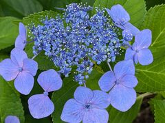yu‐cyanさんの四季の里 緑水苑への投稿写真1
