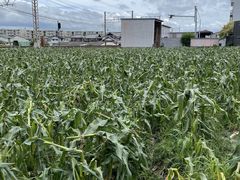 ばんままさんのきはらのたんぼへの投稿写真1