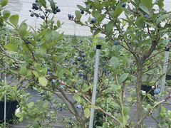 アオニサイファームブルーベリー観光農園の写真1
