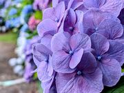 yu‐cyanさんの四季の里 緑水苑の投稿写真2