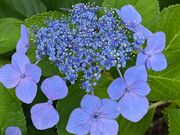 yu‐cyanさんの四季の里 緑水苑の投稿写真3