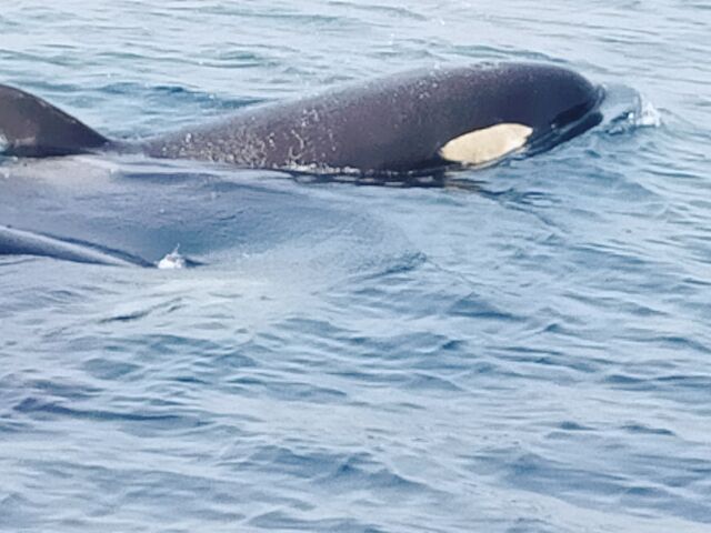 こんなに近くに近づいてくれました。とてもかわいかったです。_(有)丸は宝来水産ゴジラ岩観光知床半島ラウスクルーズ