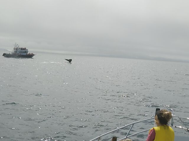 くじら_(有)丸は宝来水産ゴジラ岩観光知床半島ラウスクルーズ
