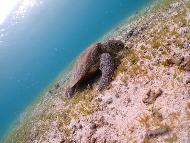 ウミガメがとても近くで見れました!_AQXIA宮古島
