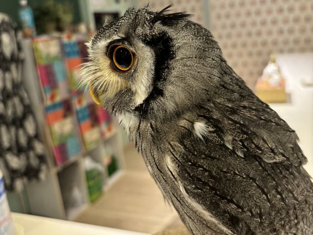 アフリカオオコノハズク_フクロウに会える店ふわふわ