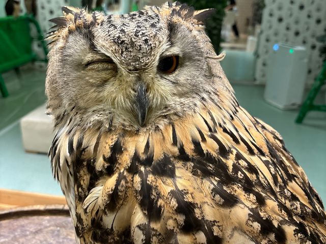 ベンガルワシミミズク_フクロウに会える店ふわふわ