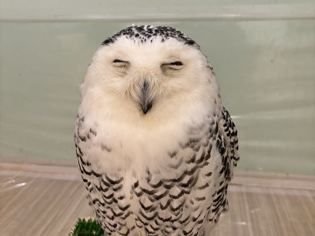 寝てるのかな_フクロウに会える店ふわふわ