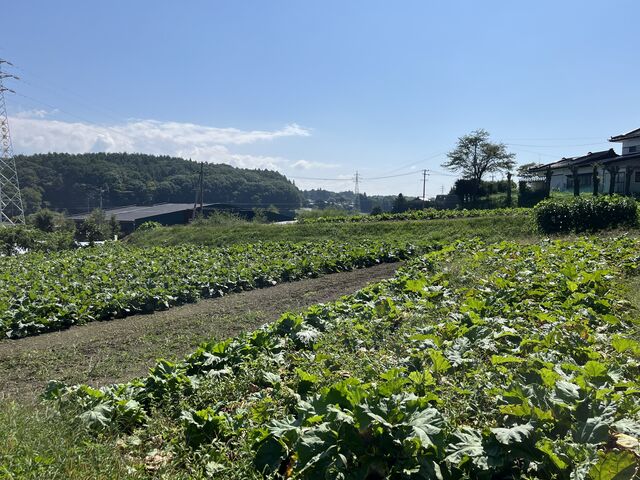 フカフカの土の畑_かぼちゃん農園