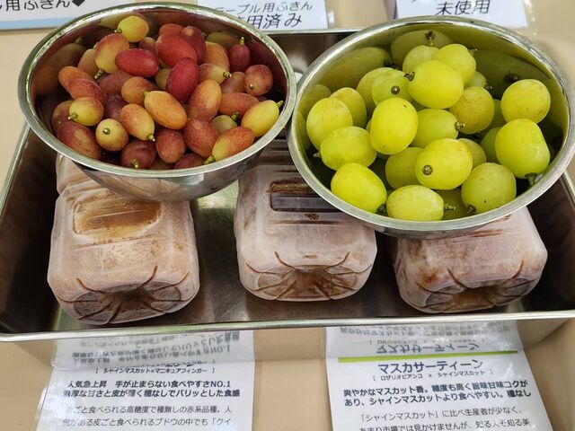 マスカサーティンとクイーンセブン!_葡萄 KURANSA