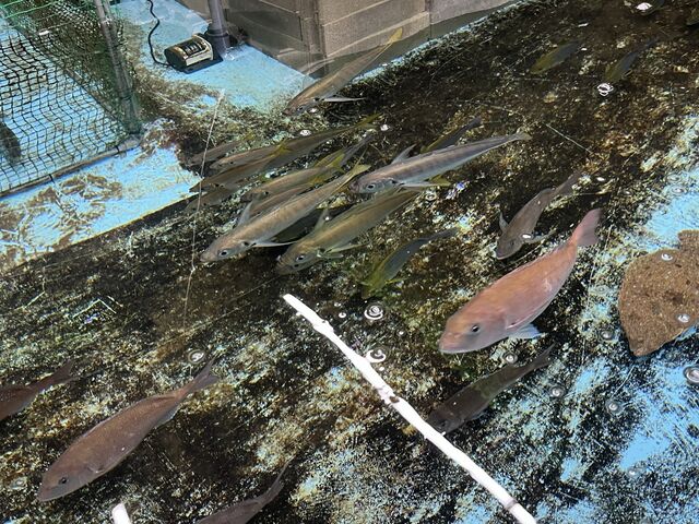 鯛、ヒラメ、イサキなど色々な魚がいました。_横浜釣り堀王国