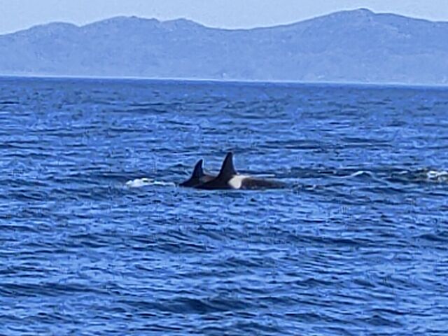 シャチの群れ_(有)丸は宝来水産ゴジラ岩観光知床半島ラウスクルーズ
