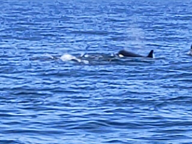 シャチの群れ_(有)丸は宝来水産ゴジラ岩観光知床半島ラウスクルーズ
