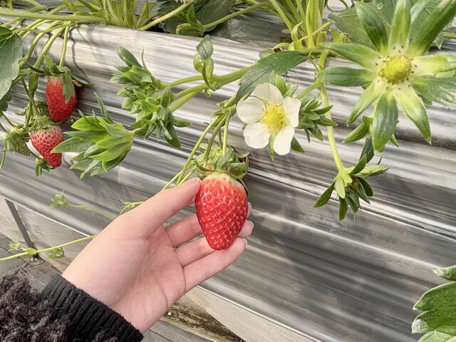 美味しいいちご_苺のおうち