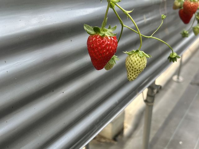 紅ほっぺ_苺のおうち