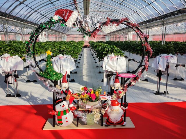 かわいいクリスマスの飾りもありました。_Lien Ferme(いちご農園)