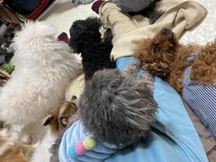 カシマさんのいぬのじかん 青戸店への投稿写真1