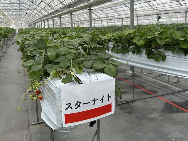 ハウス内は暖かく、かなりキレイでした◎_光月いちご園