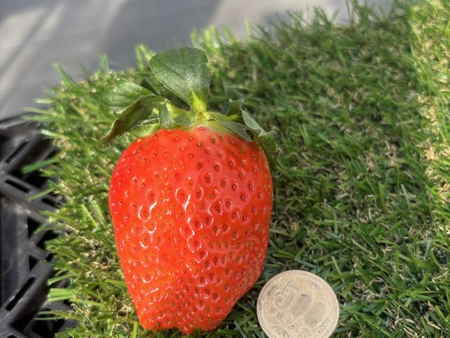 品種名がよ つ ぼ し
だって負けない大きさと甘さ私のお気に入りです_相生農園