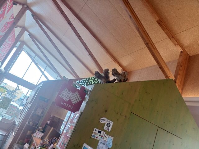 ナチュラルな店内の壁には リスや猫の模型が 張り付いていて ほっこりします_ヤスダヨーグルト Y&Y GARDEN