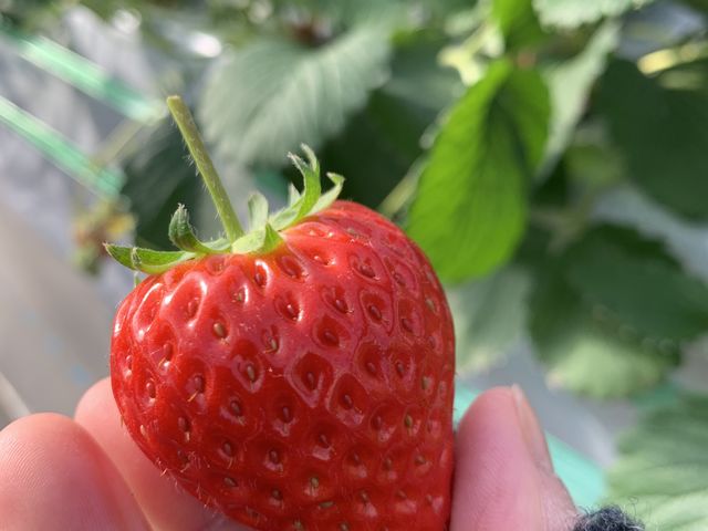 真っ赤で綺麗ないちご_観光いちご園 エーアトベーレ