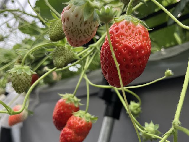 赤いおいしそうなイチゴです。_T-FARM 2号店